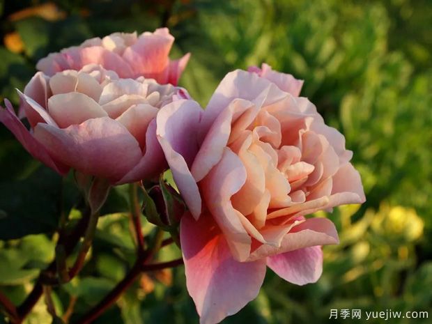 推薦14個耐雨淋的月季品種，這個秋季不怕雨(圖6)