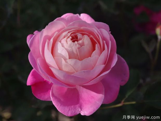 推薦14個耐雨淋的月季品種，這個秋季不怕雨(圖9)