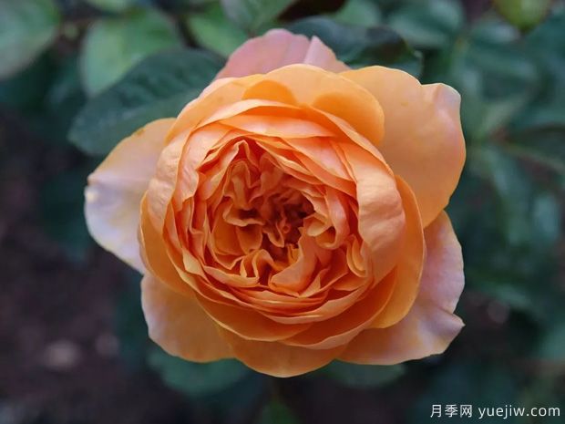 溫柔珊瑚心月季/呼呼塞拉(圖4)