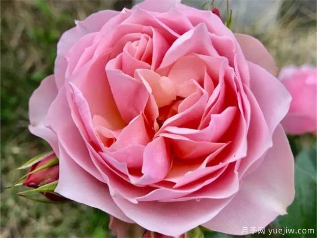 推薦十款適合陽臺養(yǎng)的月季花，開花勤還爆盆(圖3)