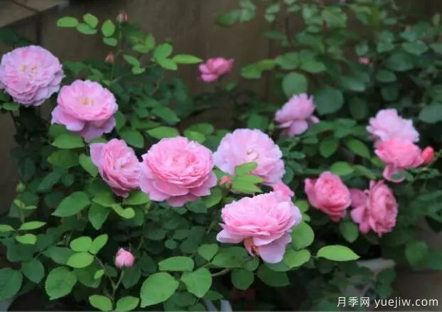 月季花種子播種，月季花養(yǎng)殖方法(圖1)