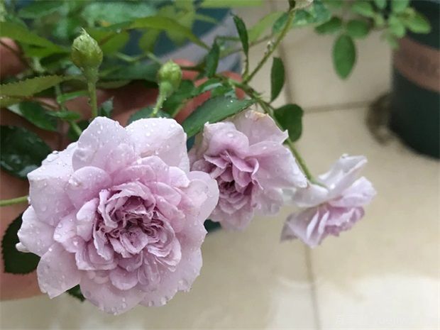 推薦5種藍色月季，網(wǎng)紅品種并且花量大花期長(圖2)