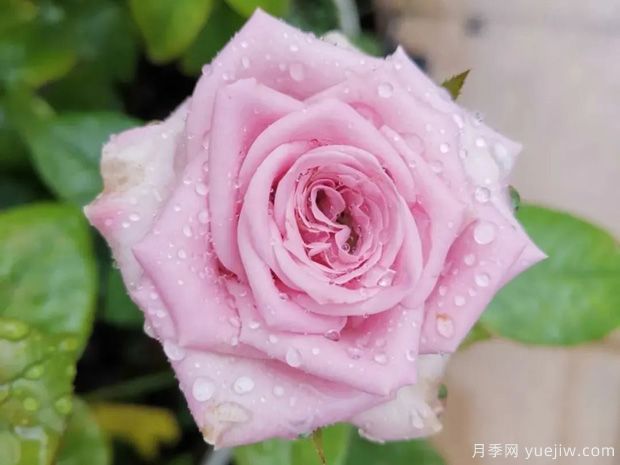 推薦5種藍色月季，網(wǎng)紅品種并且花量大花期長(圖4)