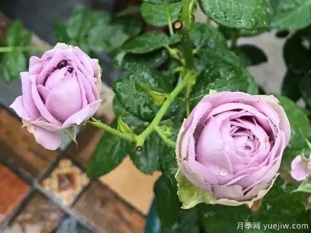 推薦5種藍色月季，網(wǎng)紅品種并且花量大花期長(圖5)