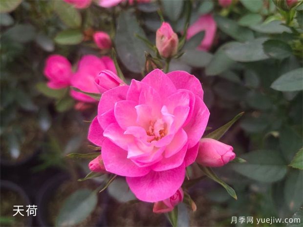 推薦8個(gè)熱門(mén)的勤花多花的微型月季品種(圖8)