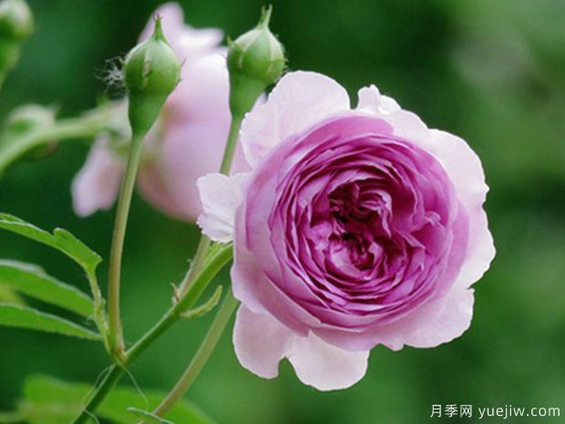 推薦8個(gè)熱門(mén)的勤花多花的微型月季品種(圖7)