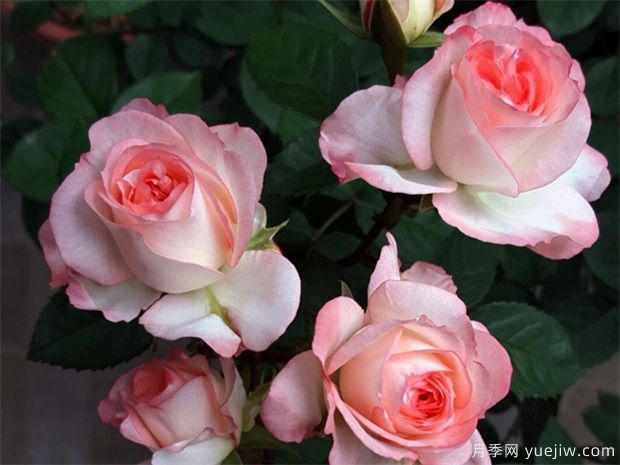 推薦8個(gè)熱門(mén)的勤花多花的微型月季品種(圖6)
