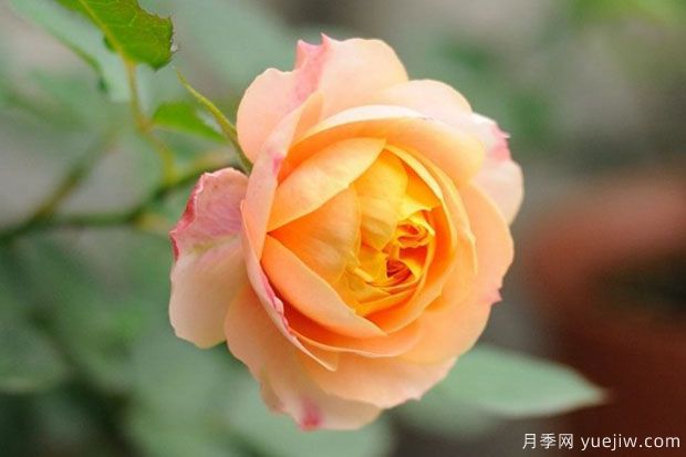 推薦8個(gè)熱門(mén)的勤花多花的微型月季品種(圖4)