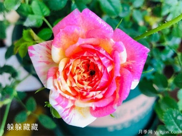 推薦8個(gè)熱門(mén)的勤花多花的微型月季品種(圖3)