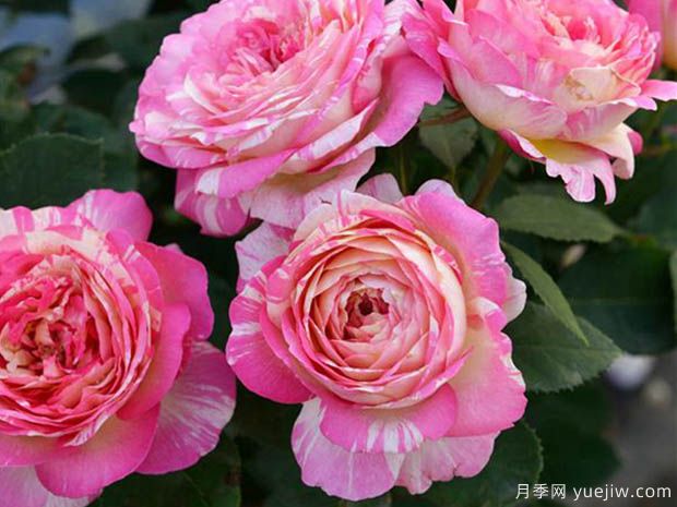 馬克夏加爾月季，又美又香花期長的陽臺月季(圖1)