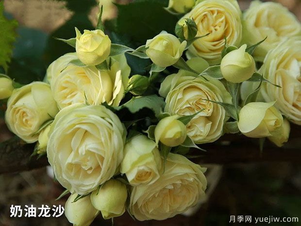 推薦十款花期最長的月季品種，賞花享四季(圖2)