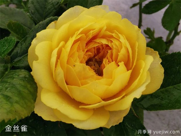 推薦十款花期最長的月季品種，賞花享四季(圖1)