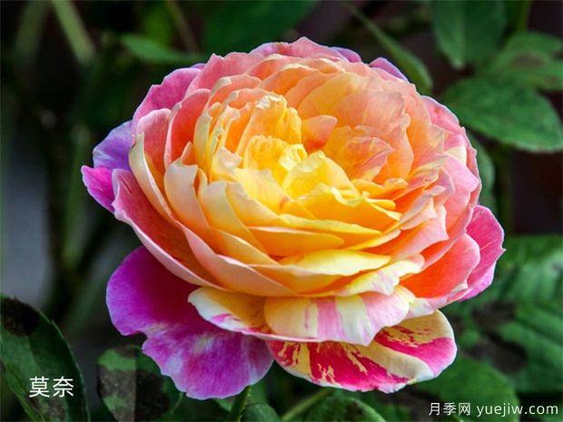 推薦十款花期最長的月季品種，賞花享四季(圖3)