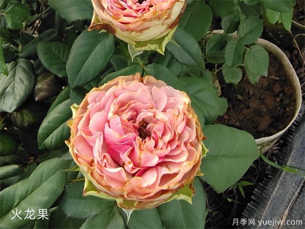 推薦十款花期最長的月季品種，賞花享四季(圖7)