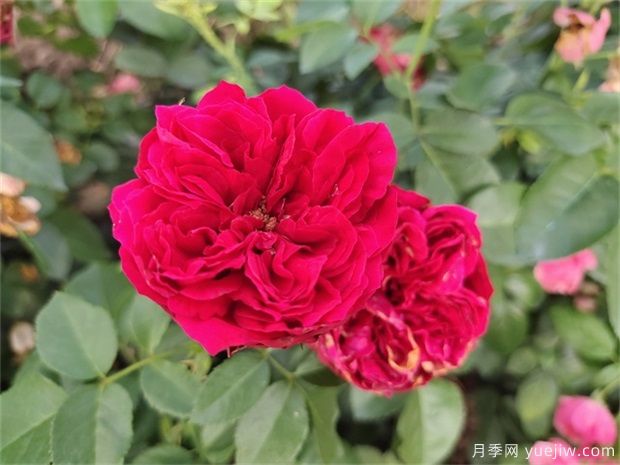 推薦十款花期最長的月季品種，賞花享四季(圖8)
