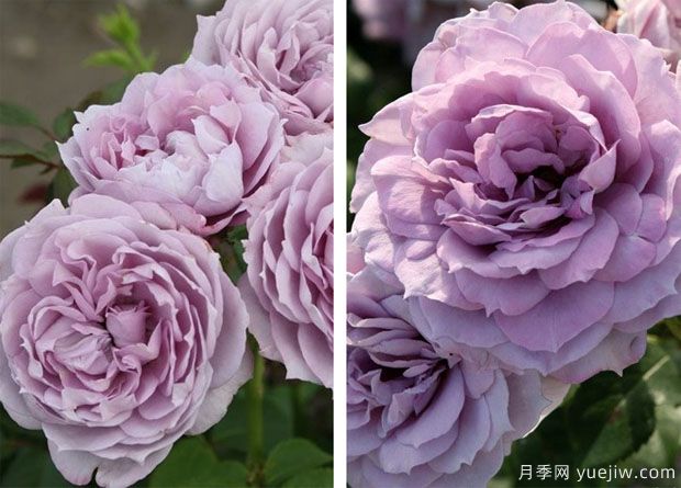 諾瓦利斯月季/藍花詩人/波塞冬(圖4)