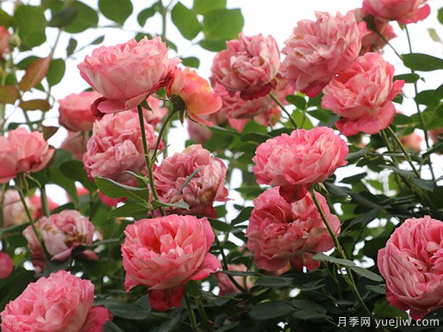 推薦2個(gè)藤本月季，粗放管理四季開花不斷(圖1)