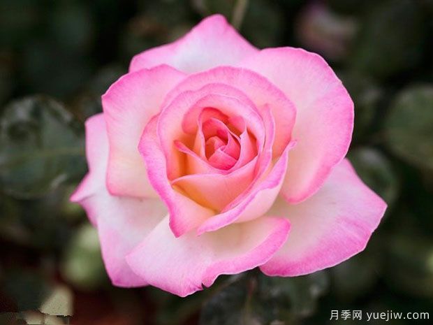 十個(gè)經(jīng)典大花月季品種介紹，花香濃郁，花朵大似巴掌(圖8)
