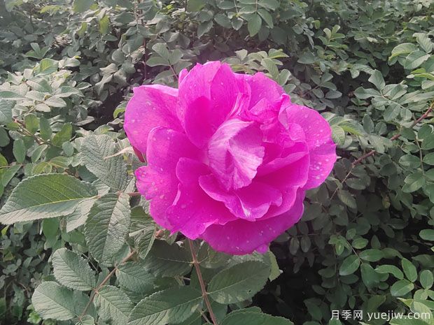 玫瑰？月季？薔薇？如何分清楚？情人節(jié)送的是什么？(圖2)
