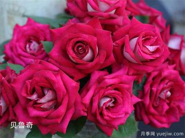 避開月季養(yǎng)護(hù)的6個(gè)坑，月季花很好養(yǎng)殖(圖1)