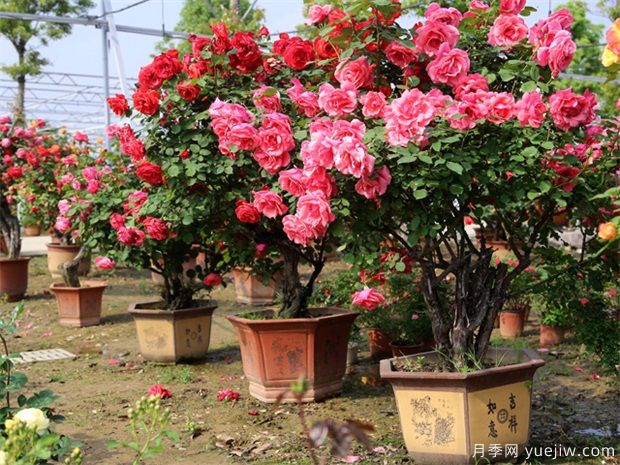 月季花該怎樣做成盆景？(圖1)
