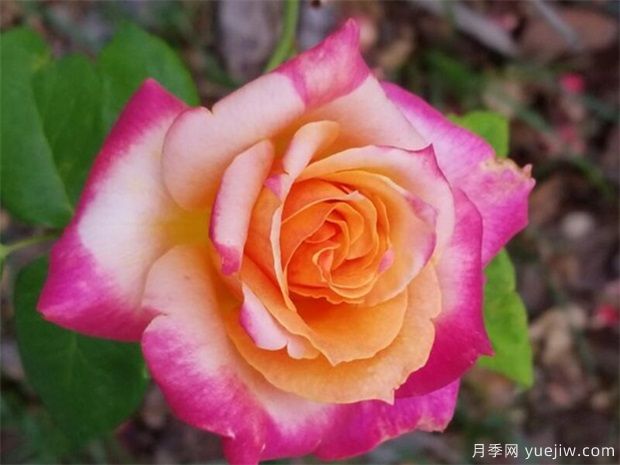 切花月季的繁殖方法有哪些？栽培技術(shù)分享(圖1)