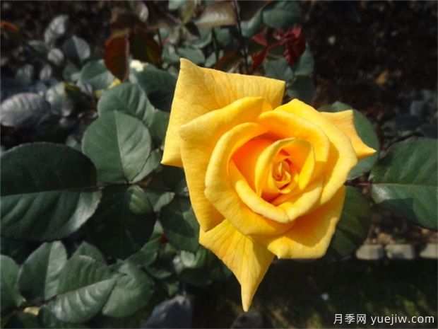 黃玫瑰代表什么意思？黃玫瑰寓意？黃玫瑰的花(圖1)