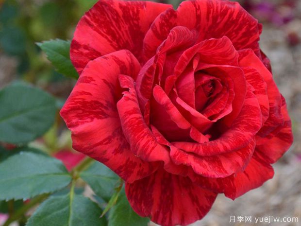月季花苗在夏天怎么養(yǎng)護？(圖1)
