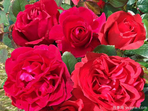 伏舊園之花月季(圖1)