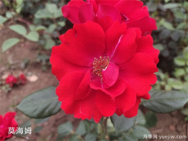 莫海姆月季的種植方法知道嗎？(圖1)