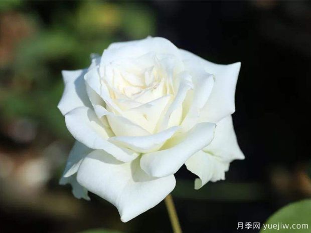 推薦6個(gè)漂亮月季品種，號(hào)稱全網(wǎng)零差評(píng)的完美(圖3)