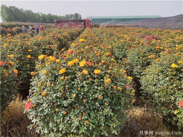 種什么花木不愁銷、利潤高、比較有前景？(圖1)