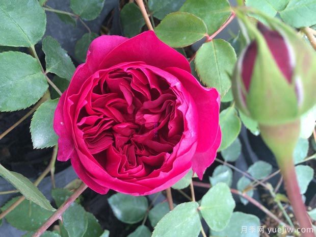 秋日胭脂月季介紹，花色豐富花型多變(圖1)