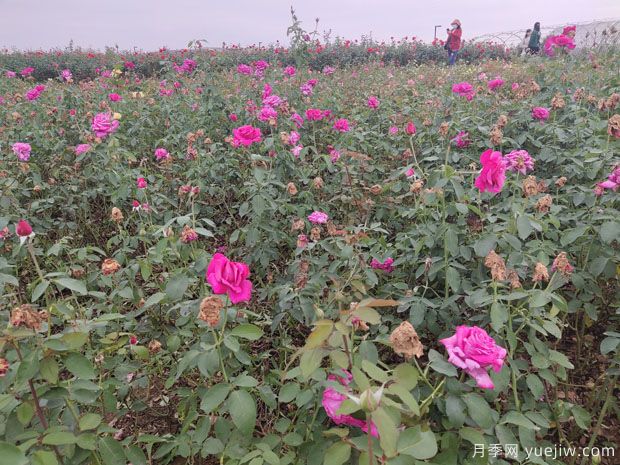 爬藤月季和薔薇有什么不同？哪個(gè)更漂亮？(圖1)