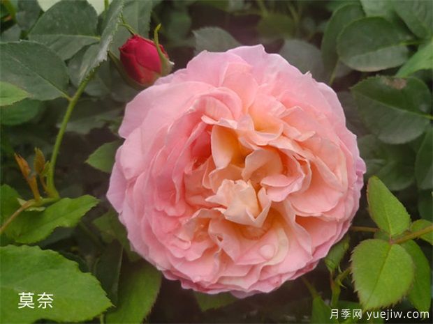 月季花施肥方法，月季養(yǎng)護(hù)如何施肥(圖1)