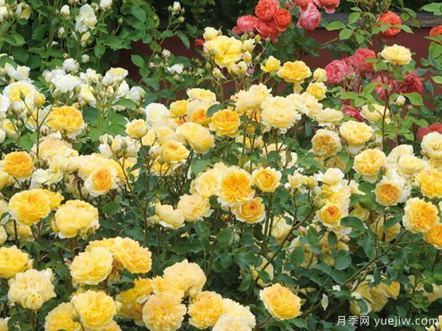 推薦8種藤本月季，抗病性強(qiáng)好養(yǎng)好看愛開花(圖7)