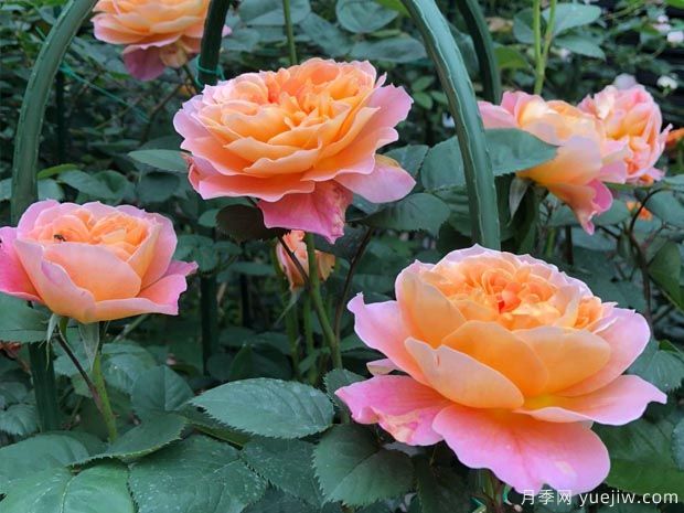 推薦8種藤本月季，抗病性強(qiáng)好養(yǎng)好看愛開花(圖6)