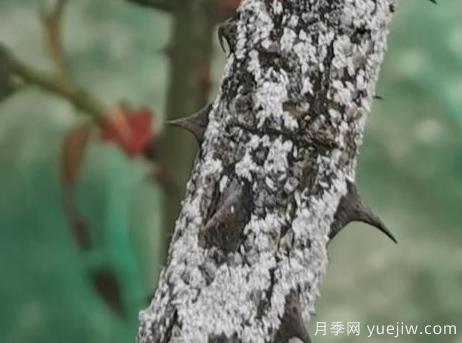 月季枝干上有許多小白點，可能是桑盾蚧在危害(圖3)