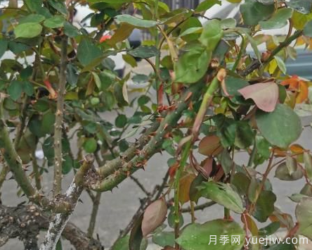 月季枝干上有許多小白點，可能是桑盾蚧在危害(圖2)