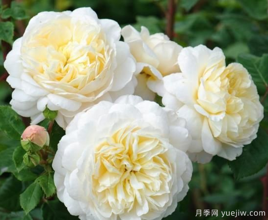 35個(gè)奧斯汀官方推薦的月季品種，抗病強(qiáng)長(zhǎng)勢(shì)好開花多花友必選(圖1)