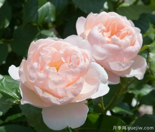 35個(gè)奧斯汀官方推薦的月季品種，抗病強(qiáng)長(zhǎng)勢(shì)好開花多花友必選(圖2)
