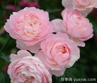 35個(gè)奧斯汀官方推薦的月季品種，抗病強(qiáng)長(zhǎng)勢(shì)好開花多花友必選(圖5)
