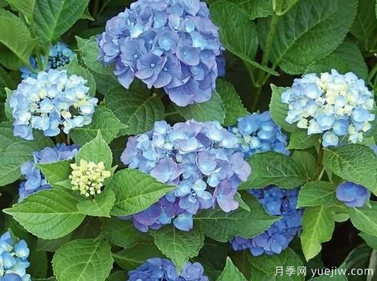 繡球秋季養(yǎng)護(hù)方法，明年春枝繁葉茂開(kāi)爆花(圖2)