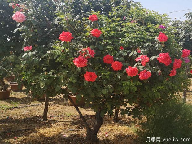 樹狀月季喜肥喜水喜太陽，還喜修剪！(圖1)