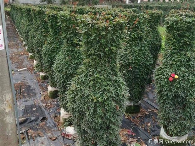 如何防凍園林植物才可以安全越冬？(圖1)
