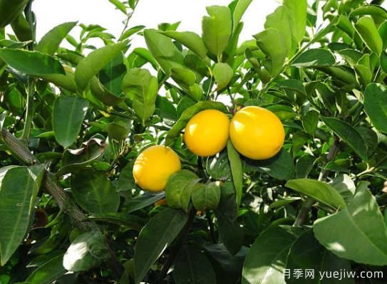 盆栽檸檬樹(shù)掉葉子怎么辦？(圖1)