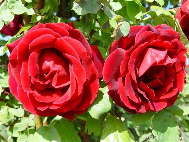 15種室內(nèi)花卉的養(yǎng)護(hù)知識，月季很好養(yǎng)(圖1)