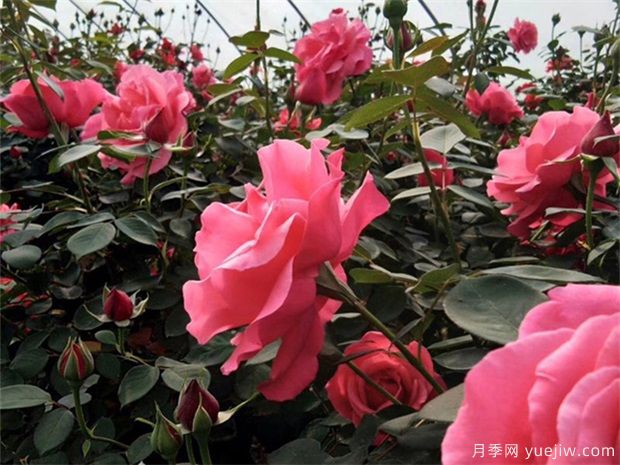 綠化變彩化 彩葉苗木呈多樣化發(fā)展趨勢(shì)(圖1)