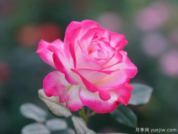 好期在四時(shí)，深愛如長風(fēng)，摯愛月季(圖1)