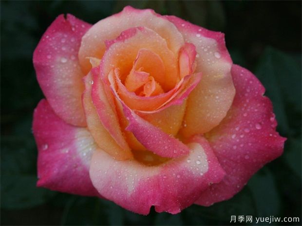 月季花能夠運用哪種肥料？月季花施肥過多怎樣辦？(圖1)